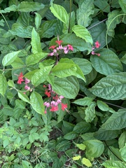 Magnoliopsida