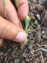 Rigiopappus leptocladus