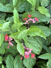 Magnoliopsida