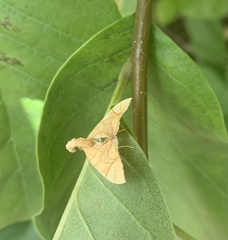 Eulithis diversilineata