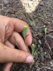 Rigiopappus leptocladus