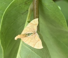 Eulithis diversilineata