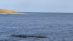 Phocoena phocoena