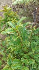 Schinus latifolia