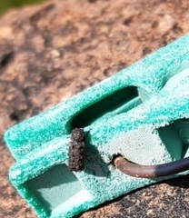 Lichenophanes tuberosus