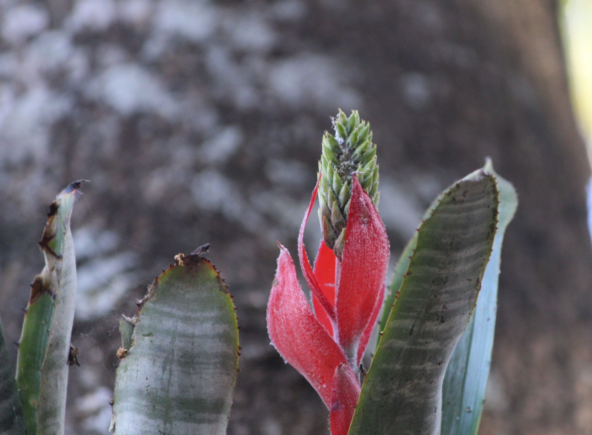 Aechmea nudicaulis