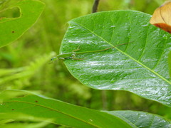 Anolis callainus
