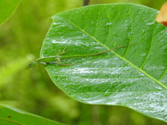 Anolis callainus