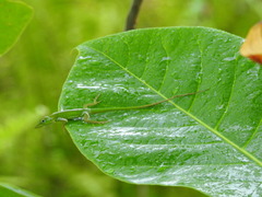 Anolis callainus