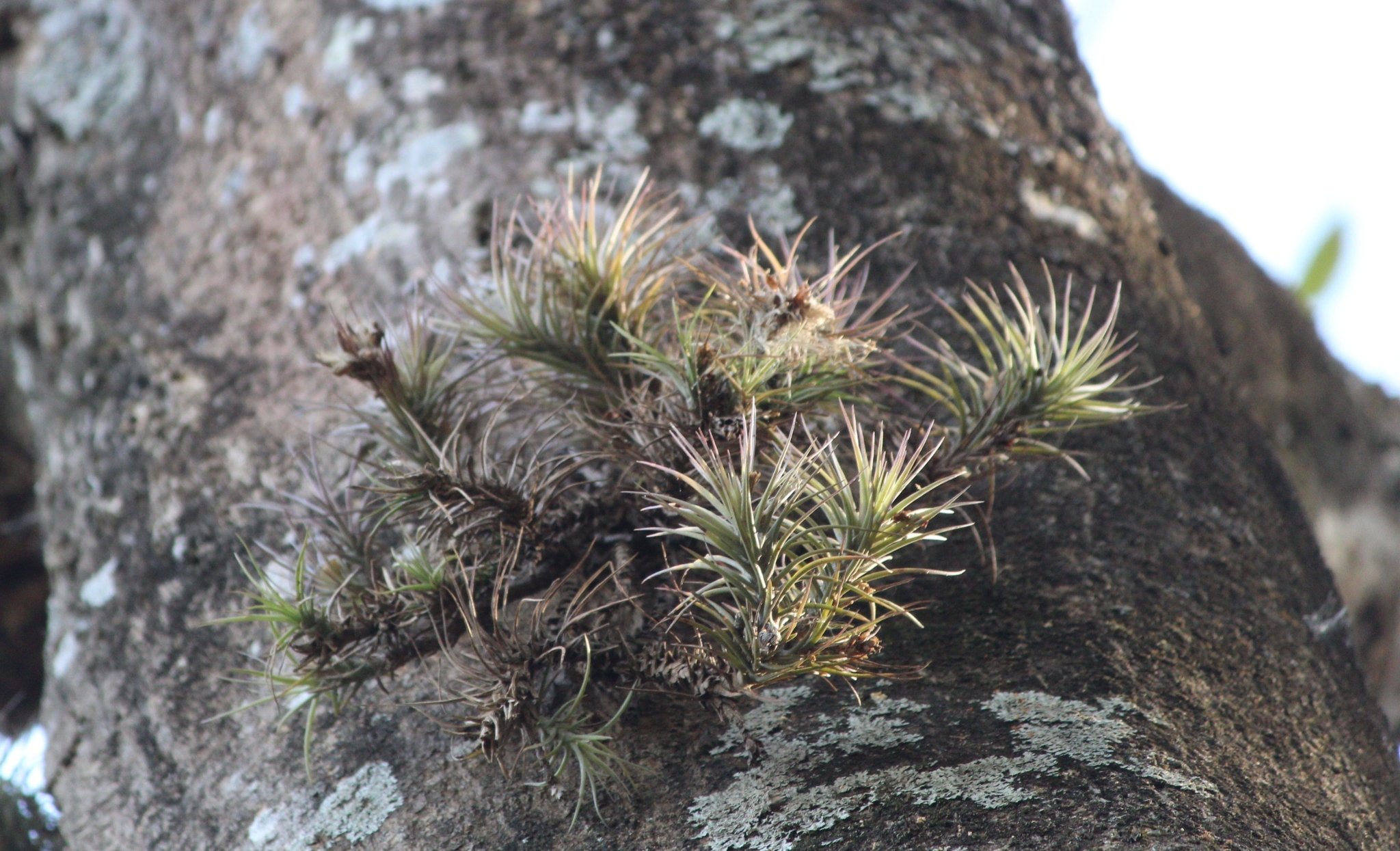 Tillandsia tenuifolia