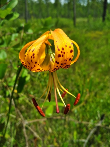 Lilium iridollae