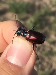Cicindela pulchra