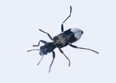 Enoclerus lecontei
