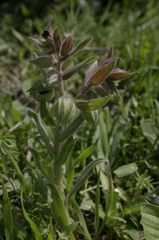 Nonea vesicaria