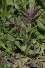 Nonea vesicaria