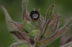 Nonea vesicaria