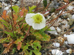 Papaver croceum