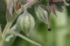 Nonea vesicaria