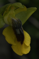 Ophrys lutea lutea
