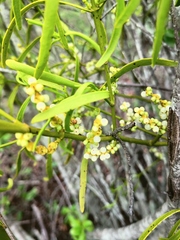 Phoradendron carneum