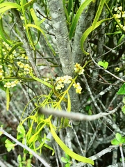 Phoradendron carneum