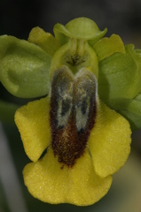 Ophrys lutea lutea