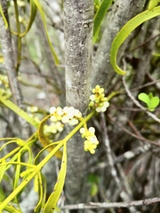 Phoradendron carneum