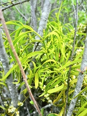 Phoradendron carneum