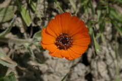 Calendula stellata