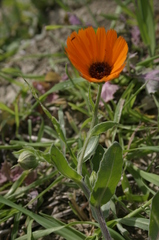 Calendula stellata