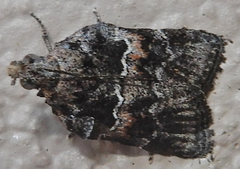 Satole ligniperdalis