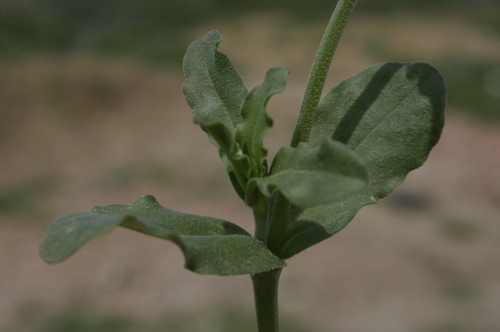 Silene diversifolia