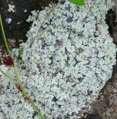 Leprocaulaceae