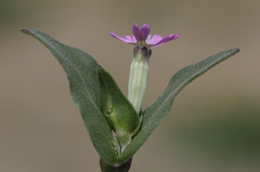 Silene rubella