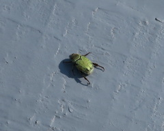Hoplia parvula