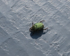 Hoplia parvula
