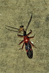 Harpagocoris