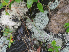 Leprocaulaceae