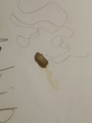 Coleoptera