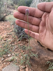 Dalea searlsiae