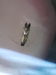 Phyllonorycter lautella