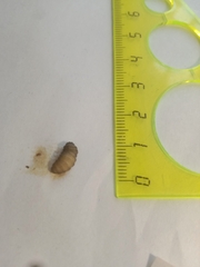 Coleoptera