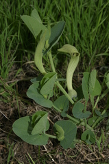 Aristolochia fontanesii