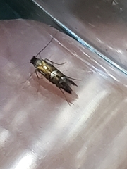 Phyllonorycter lautella
