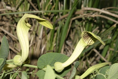 Aristolochia fontanesii