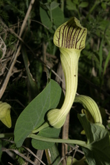 Aristolochia fontanesii