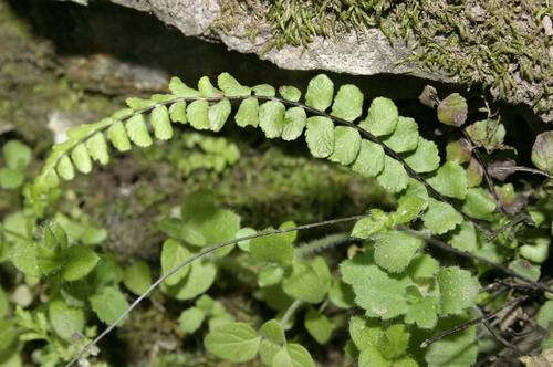 Asplenium trichomanes image