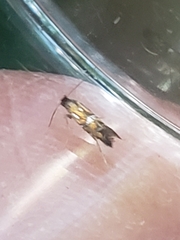 Phyllonorycter lautella