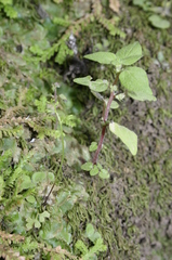 Parietaria lusitanica