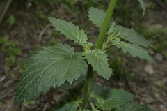 Scrophularia laevigata